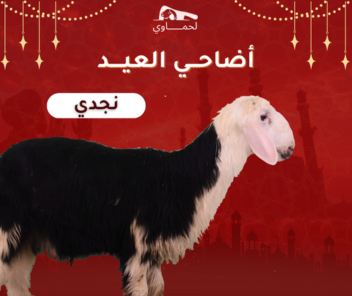 نجدي من ١٠:١٢ شهر ( وزن ٣٥:٣١ كيلو )