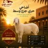 خروف حري جزع وسط